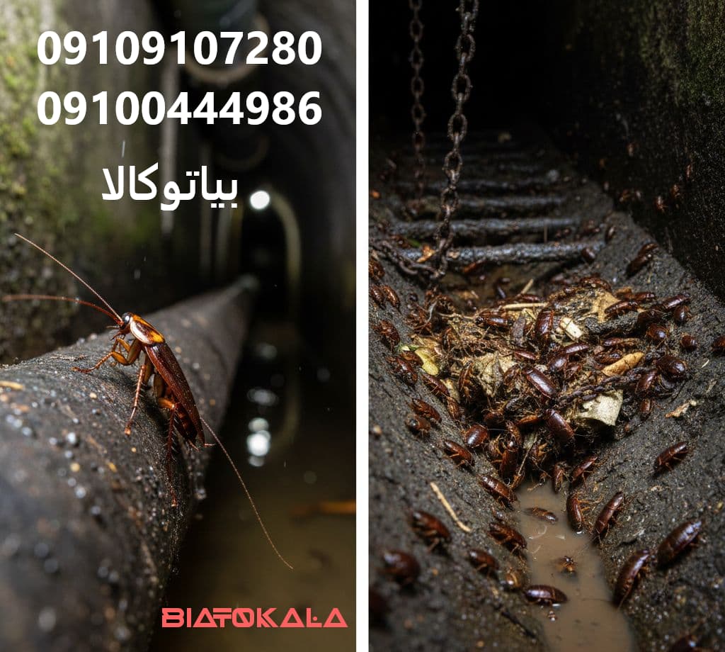 سوسک ها خطرناک هستند؟